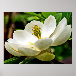 Poster Magnolia Flor Fechar