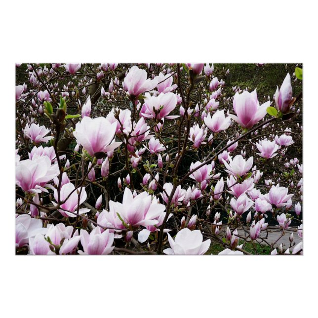 Pôster Magnolia Garden (Frente)