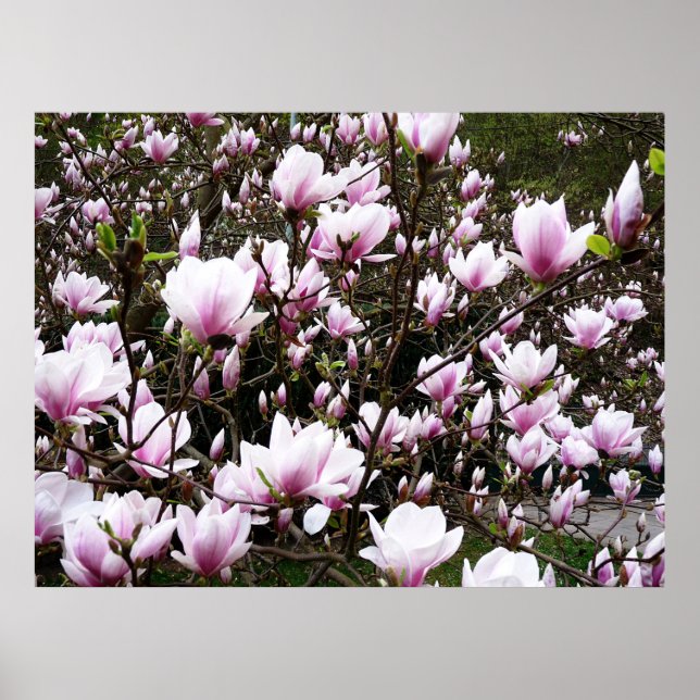 Poster Magnolia Garden (Frente)