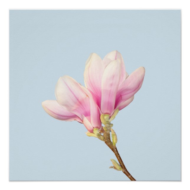 Pôster Magnolia Rosa Poster (Frente)