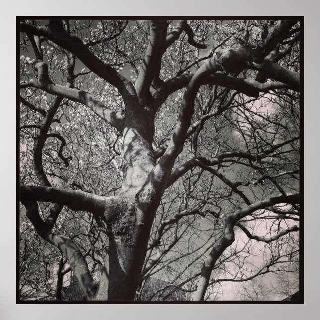 Poster Magnolia Tree (Frente)