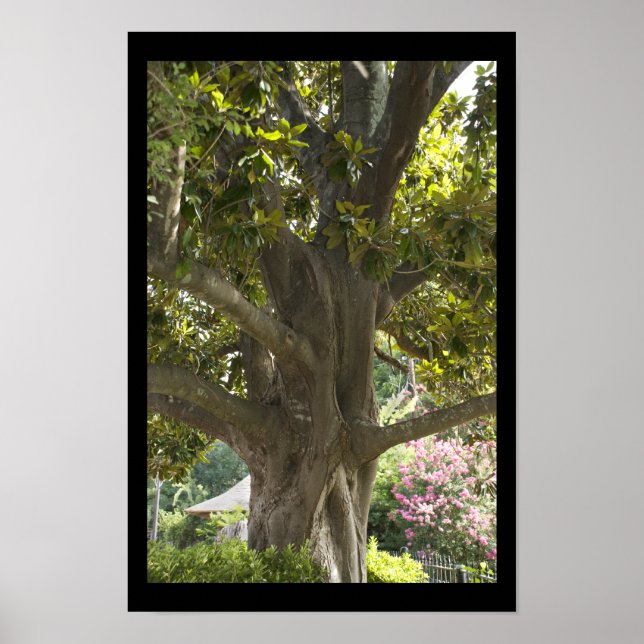 Poster Magnolia Tree (Frente)