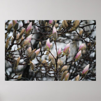 Poster Magnolia Tree Buds em Primavera antes de florescer