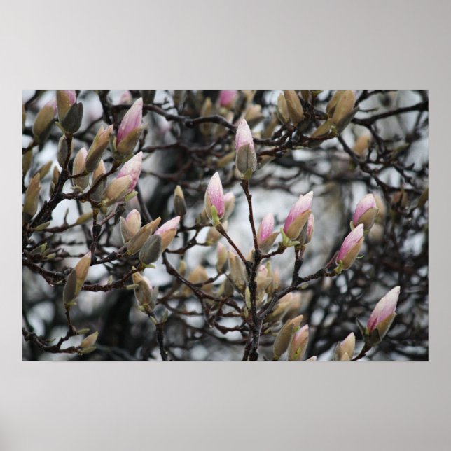 Poster Magnolia Tree Buds em Primavera antes de florescer (Frente)