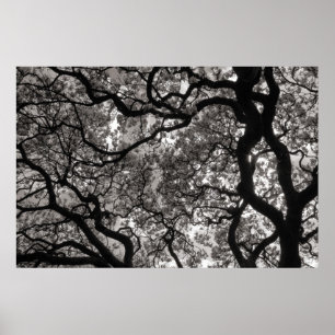 Poster Magnolia Trees em Flor 02