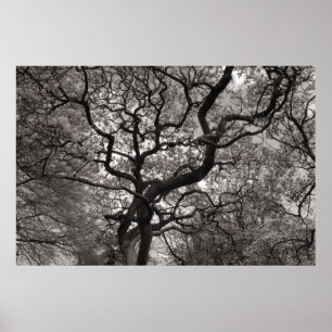 Poster Magnolia Trees em Flor 03