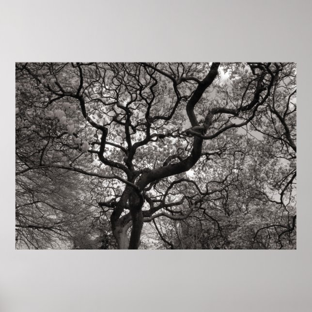 Poster Magnolia Trees em Flor 03 (Frente)