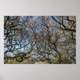 Poster Magnolia Trees, Ramais e Flor 02
