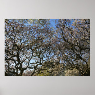 Poster Magnolia Trees, Ramais e Flor 05