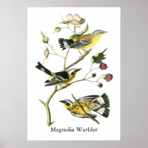 Pôster Magnolia Warbler, John Audubon