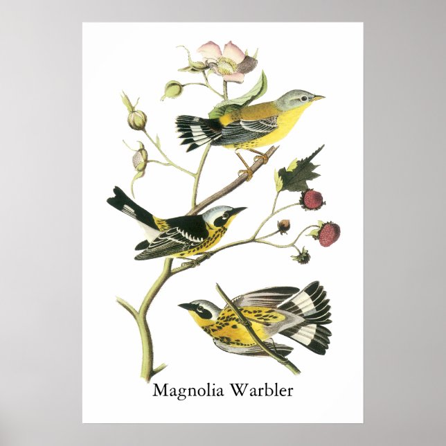 Pôster Magnolia Warbler, John Audubon (Frente)
