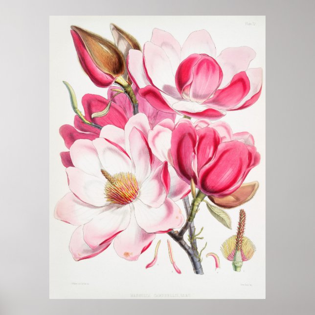 Poster Magnolias (Frente)