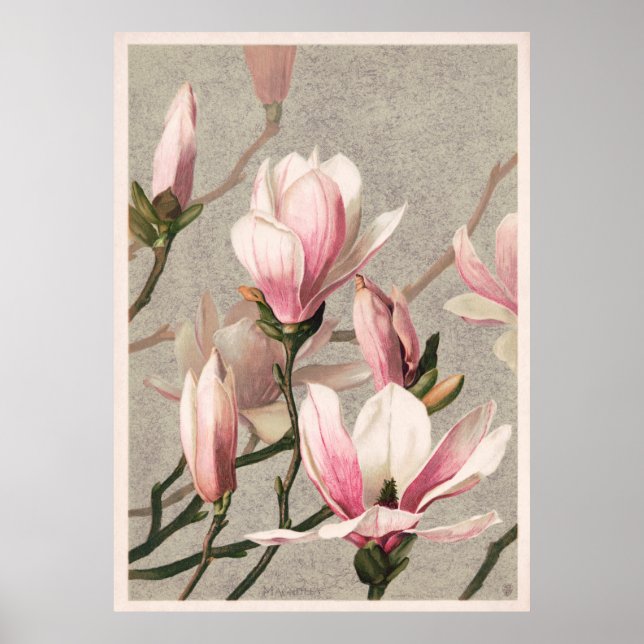Poster Magnolias (Frente)