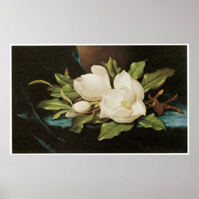 Poster Magnolias gigantes num pano de veludo azul, c.1890 (Frente)