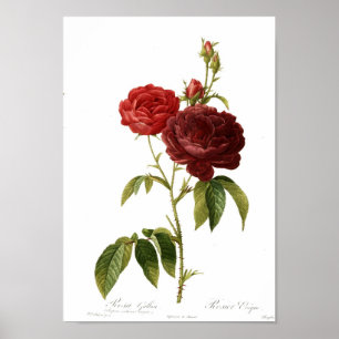 Poster Magnum do purpuro-violacea do gallica de Rosa