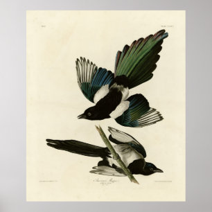 Poster Magpie Americano das Aves da América de Audubon