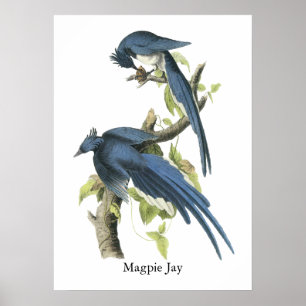 Pôster Magpie Jay, John Audubon