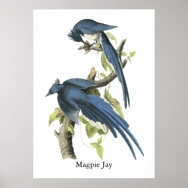 Pôster Magpie Jay, John Audubon (Frente)