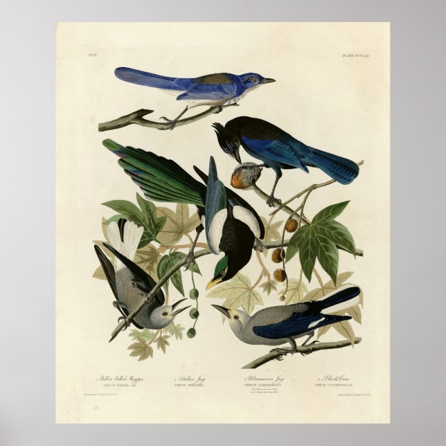 Poster Magpie Jays & Nutcracker Audubon Birds da América (Frente)