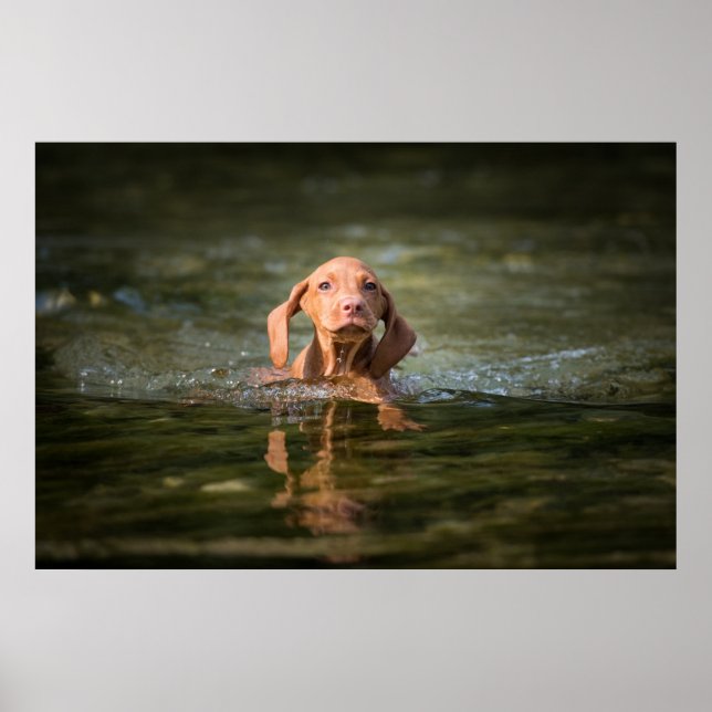 Poster Magyar Vizsla Puppy verschiedene Größen! (Frente)