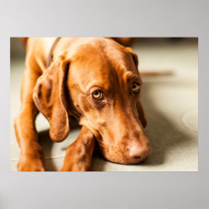 Poster Magyar Vizsla verschiedene Größen!