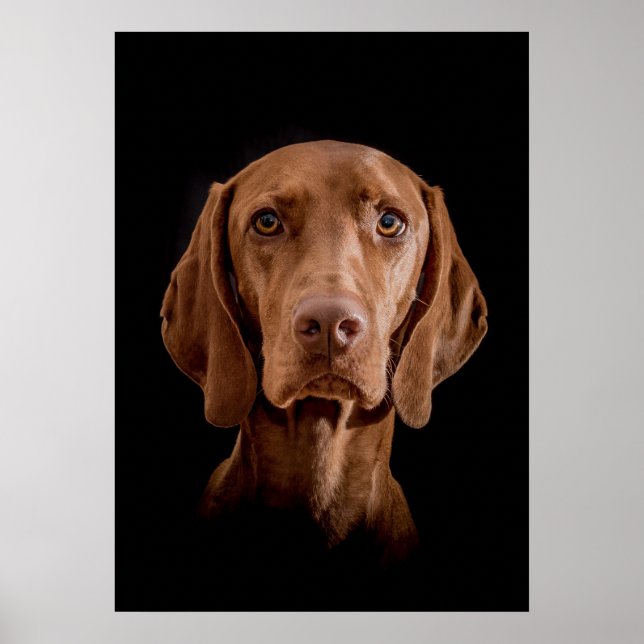 Poster Magyar Vizsla verschiedene Größen! (Frente)