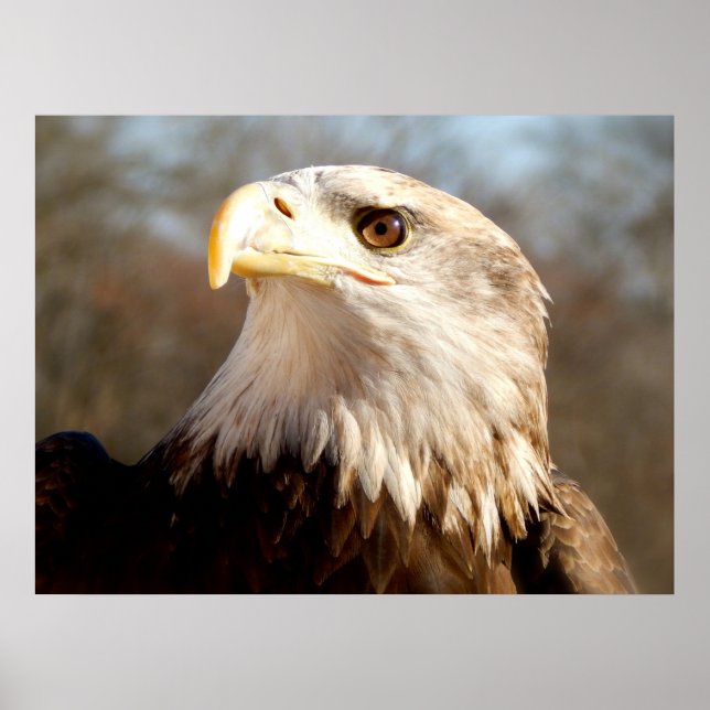 Poster Maiestoso Bald Eagle (Frente)