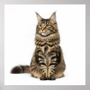 Poster Maiexpressa Maine Coon Art