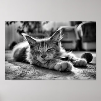 Poster Maine Cachorro Gato Preto e Branco