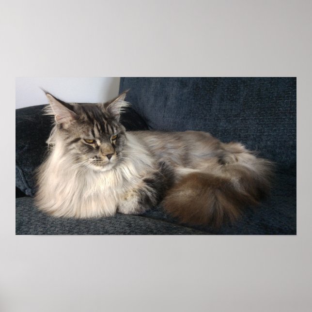 Poster Maine Coon Cat (Frente)
