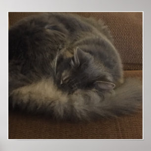 Poster Maine Coon Cat