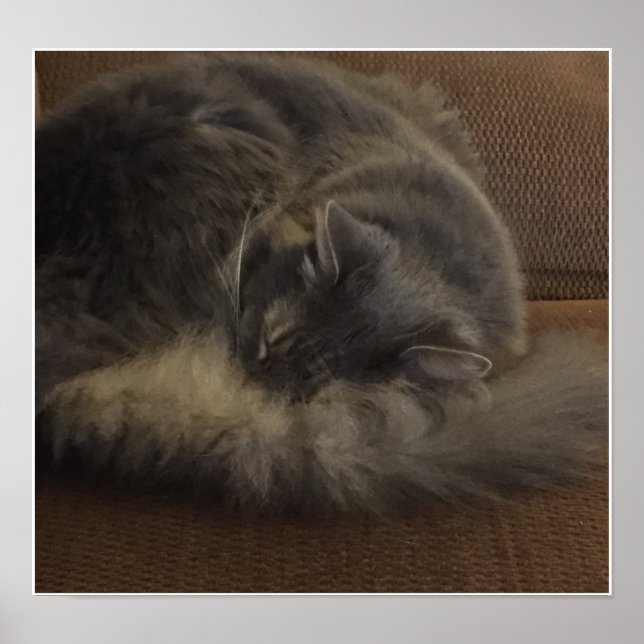 Poster Maine Coon Cat (Frente)