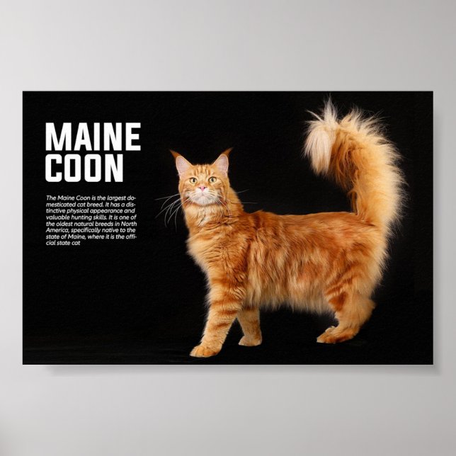 Poster Maine Coon Cat Breed (Frente)