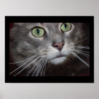 Maine Coon Cat Close-up