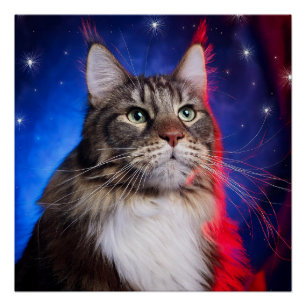 Pôster Maine Coon Cat Com Azul Branco Vermelho Aura E Est