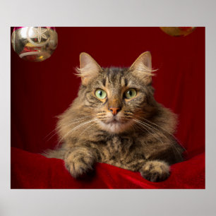 Pôster Maine Coon para o Natal com colecionador