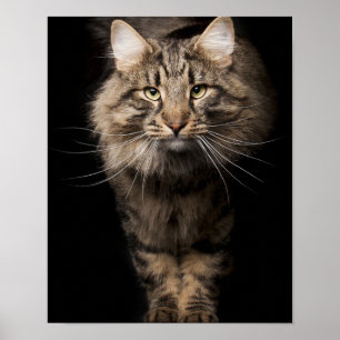 Poster Maine Coon - vozes de gatinho de gatos grandes
