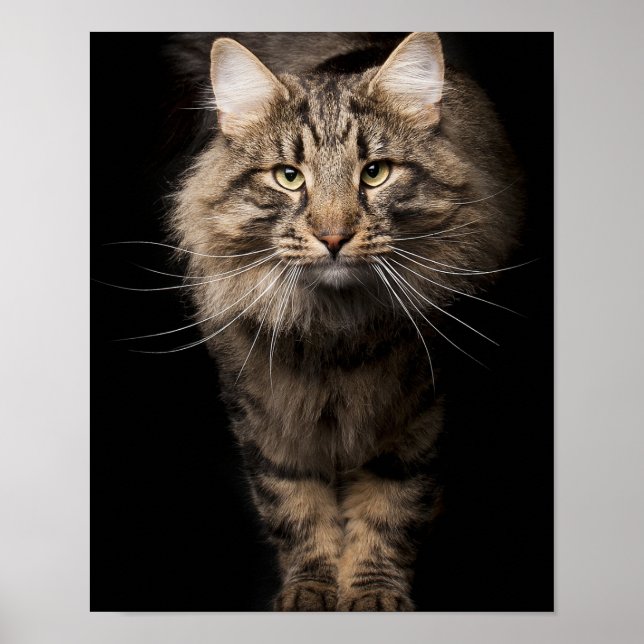 Poster Maine Coon - vozes de gatinho de gatos grandes (Frente)