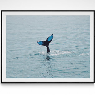 Poster Maine Humpback Whale Tail