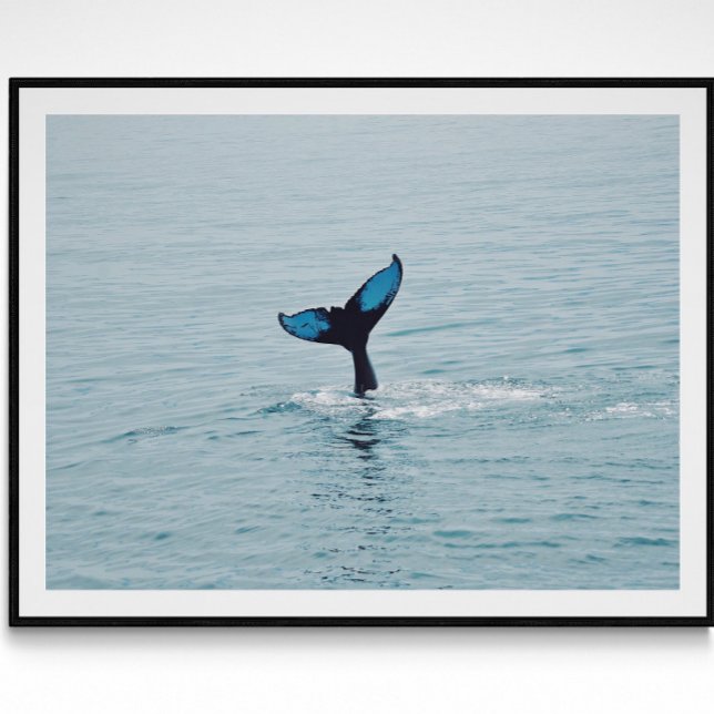 Poster Maine Humpback Whale Tail (Criador carregado)