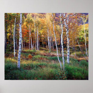 Poster Maine, Parque Nacional Acadia, outono