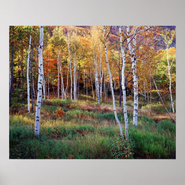 Poster Maine, Parque Nacional de Acadia, Outono (Frente)
