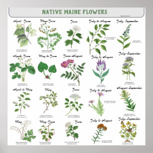 Poster Maine Wildflower Blossom Mês Latim Nome
