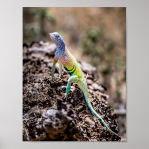Poster Maior Lizard sem Terras