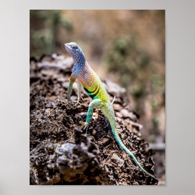 Poster Maior Lizard sem Terras (Frente)