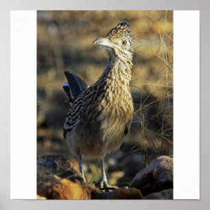 Pôster Maior Roadrunner