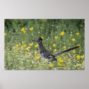 Pôster Maior Roadrunner, californianus do Geococcyx,