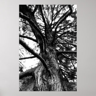 Pôster Mais alto do que você pensa