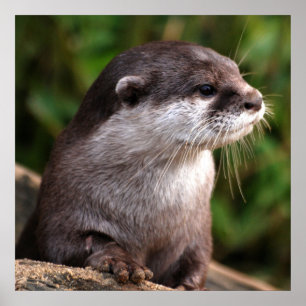 Pôster Mais próximo