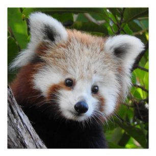 Pôster Maiya a panda vermelha